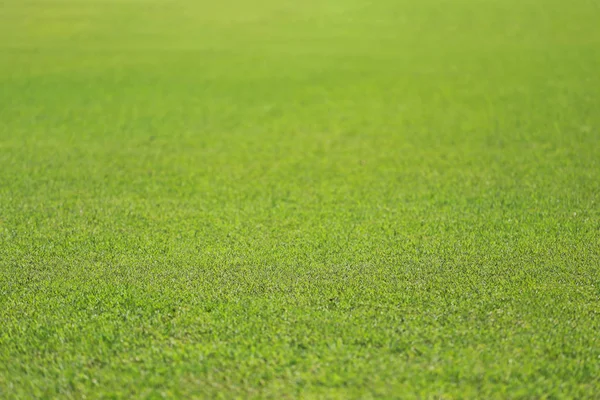 Grön gräsmatta av offentliga park. — Stockfoto