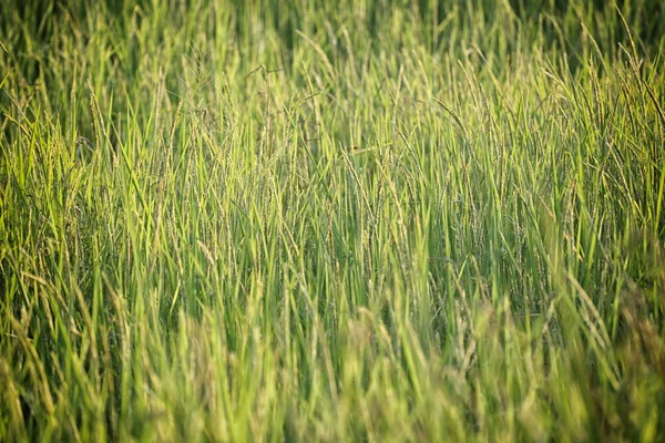 Planta de arroz cerca del tiempo de cosecha y la luz solar de la noche . — Foto de Stock