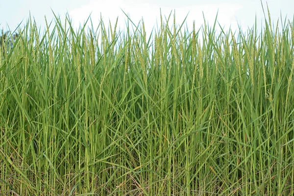 Planta de arroz perto da hora da colheita e da luz solar da noite . — Fotografia de Stock