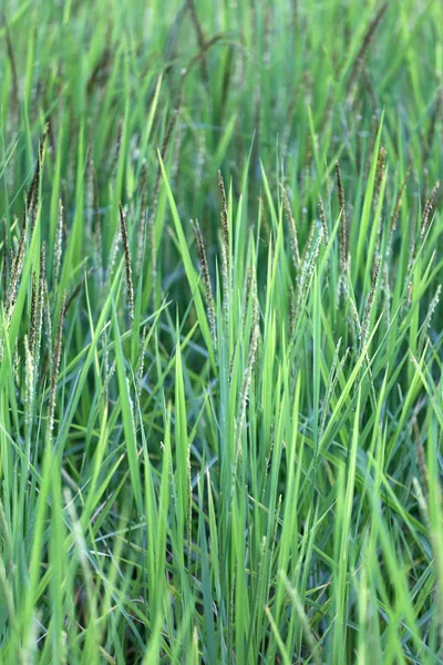 Planta de arroz cerca del tiempo de cosecha y la luz solar de la noche . —  Fotos de Stock