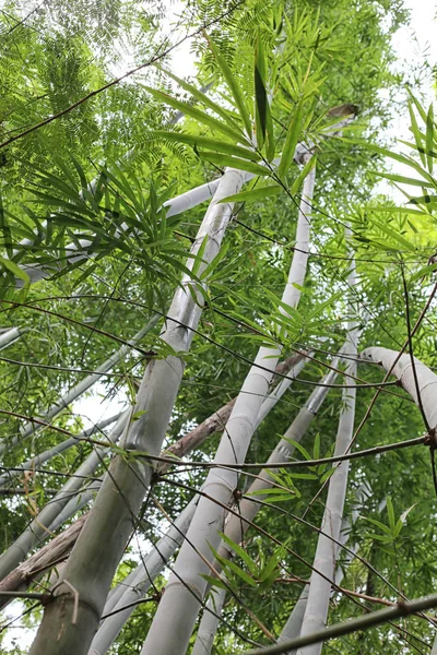 Pohon bambu hijau terang di taman umum . — Stok Foto