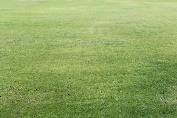 Green lawn of the public park. — Stock Photo, Image