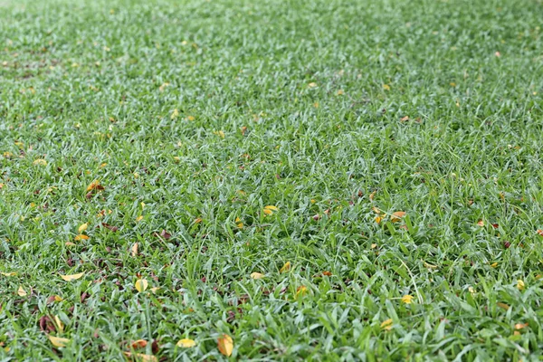 Zielony trawnik w parku publicznym. — Zdjęcie stockowe