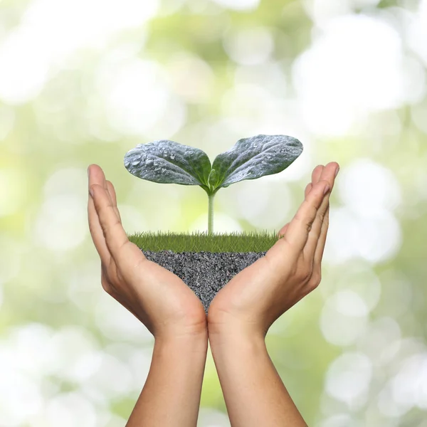 Green seedlings on man hand in concept of growth on nature. — Stock Photo, Image