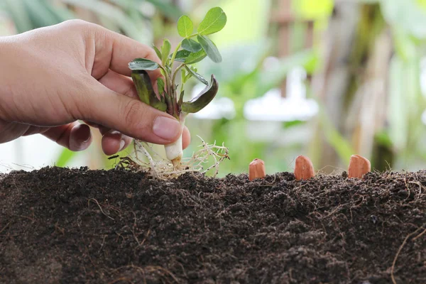 Les Mains Homme Plantent Des Graines Dans Sol Idée Démarrage — Photo