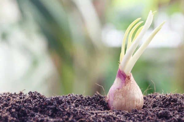 Seeds of shallots on ground,idea of starting activity and agriculture.