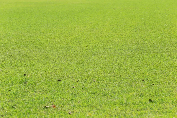 Gramado Verde Parque Público Visão Baixo Ângulo Selecionando Áreas Foco — Fotografia de Stock