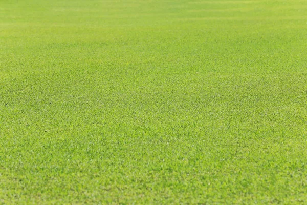 公共の公園 低角度表示のフォーカス エリアの選択の緑の芝生 — ストック写真