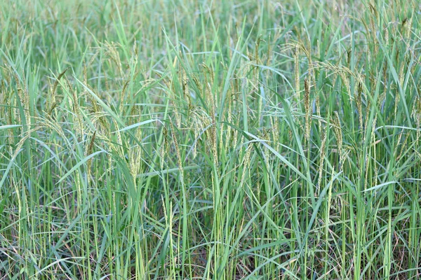 Reispflanze Der Nähe Von Erntezeit Und Abendsonne Landwirtschaftliche Flächen Thailand — Stockfoto