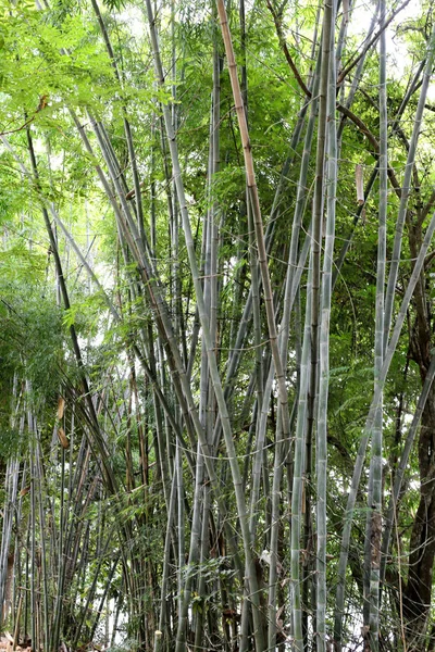 Bambusový Strom Světlé Zeleně Veřejné Zahradě Thajsku — Stock fotografie