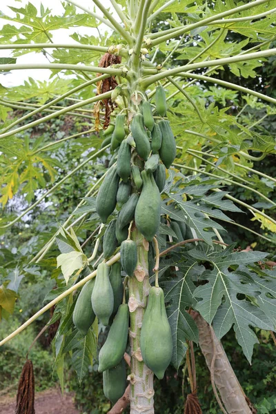 Tayland çiftçiler bahçeleri ağacında papaya.