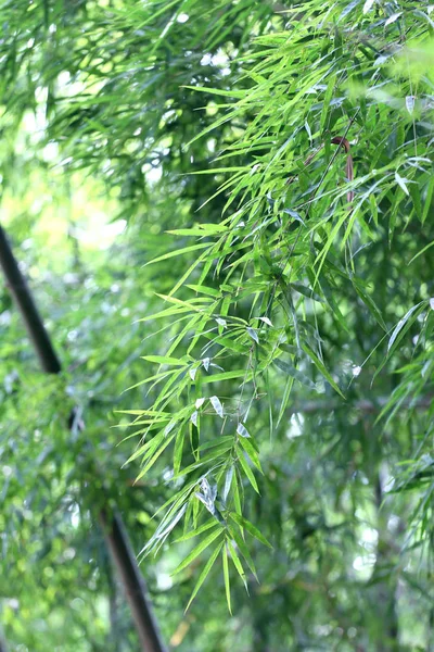 Árvore Bambu Verde Brilhante Jardim Público Tailândia — Fotografia de Stock