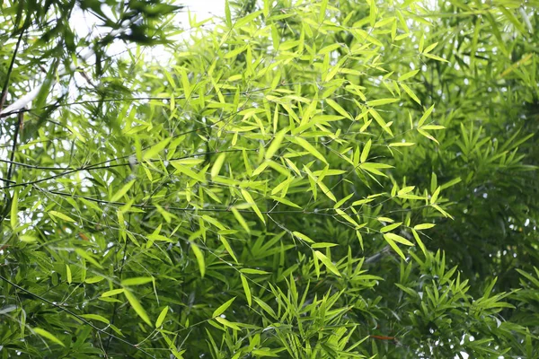 Árbol Bambú Verde Brillante Jardín Público Tailandia —  Fotos de Stock