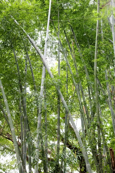 Árvore Bambu Verde Brilhante Jardim Público Tailândia — Fotografia de Stock