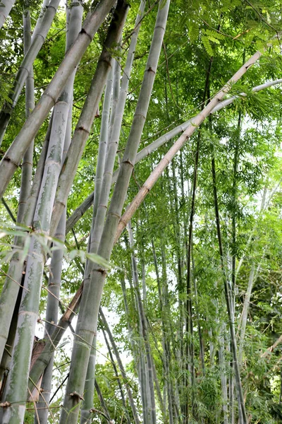 Bambusbaum Von Leuchtendem Grün Öffentlichen Garten Thailand — Stockfoto