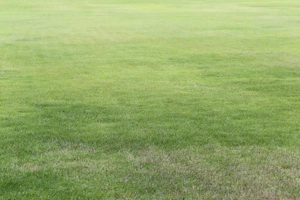 公共の公園 低角度表示のフォーカス エリアの選択の緑の芝生 — ストック写真