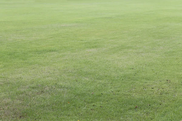 Gramado Verde Parque Público Visão Baixo Ângulo Selecionando Áreas Foco — Fotografia de Stock