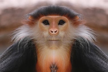 macaque of Asia,concept of endangered species. clipart