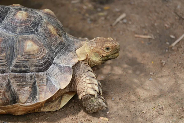 Sötvatten Sköldpadda Marken — Stockfoto