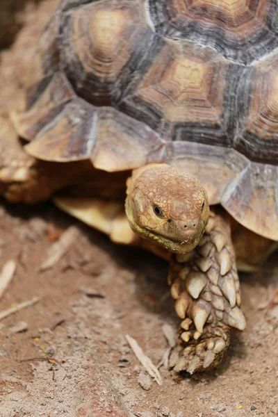 Süßwasserschildkröte Auf Dem Boden — Stockfoto