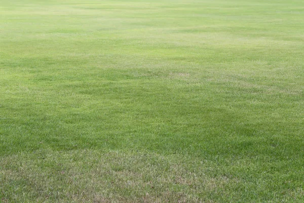 Gramado Verde Parque Público Visão Baixo Ângulo Selecionando Áreas Foco — Fotografia de Stock