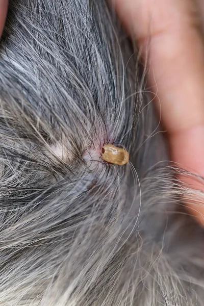 Temizlik Böcekler Bir Köpek Büyük Kene Hastalığı Içinde Pets Tarama — Stok fotoğraf