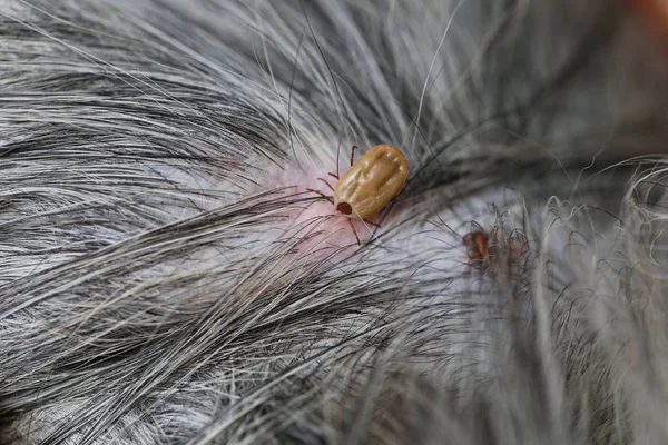 Big Ticks Sur Chien Dans Nettoyage Insectes Rampant Maladie Chez — Photo
