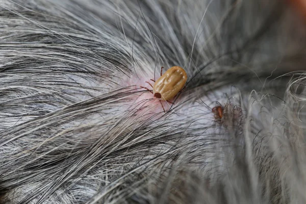 Grote Teken Een Hond Het Schoonmaken Insecten Kruipen Van Ziekte — Stockfoto