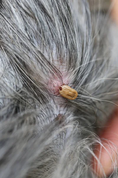Temizlik Böcekler Bir Köpek Büyük Kene Hastalığı Içinde Pets Tarama — Stok fotoğraf