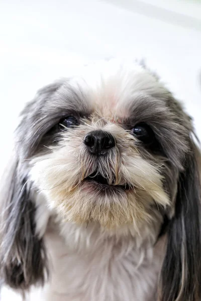 Ritratto Faccia Shih Tzu Cane Nel Concetto Animali Domestici — Foto Stock