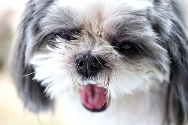 Porträt Von Gesicht Shih Tzu Hund Konzept Der Haustiere — Stockfoto