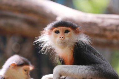 Asya'nın Soyu tükenen kavramı makak.