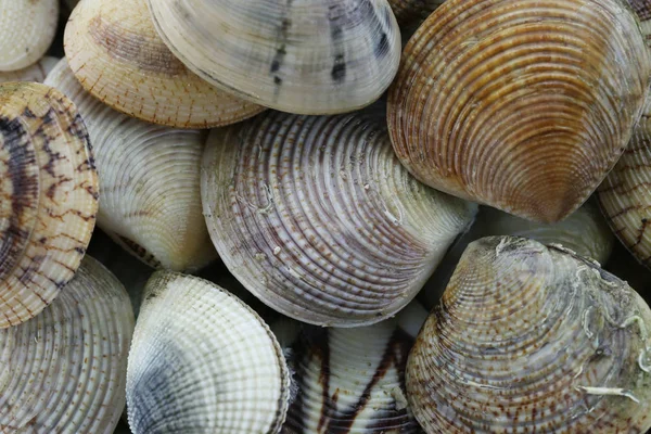 Laut Hewan Ridged Venus Clam Untuk Bahan Bahan Yang Dimasak — Stok Foto