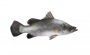 White sea bass fish isolated on white background and have clipping paths to easy deployment. clipart