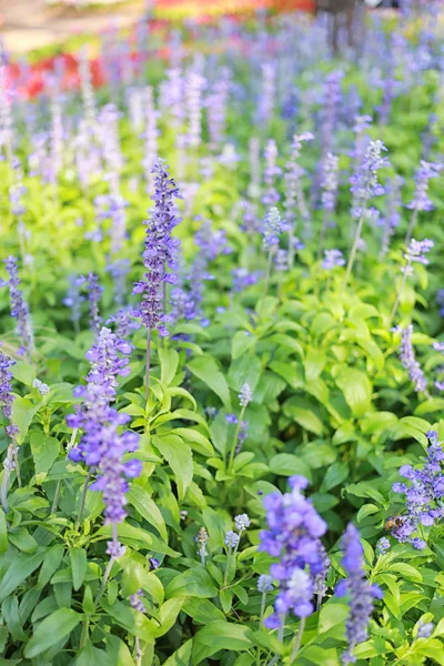 Flores Lavanda Estão Florescendo Jardim Flores — Fotografia de Stock