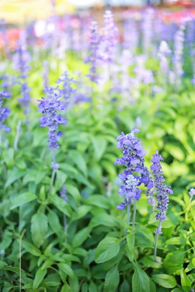 Flores Lavanda Estão Florescendo Jardim Flores — Fotografia de Stock