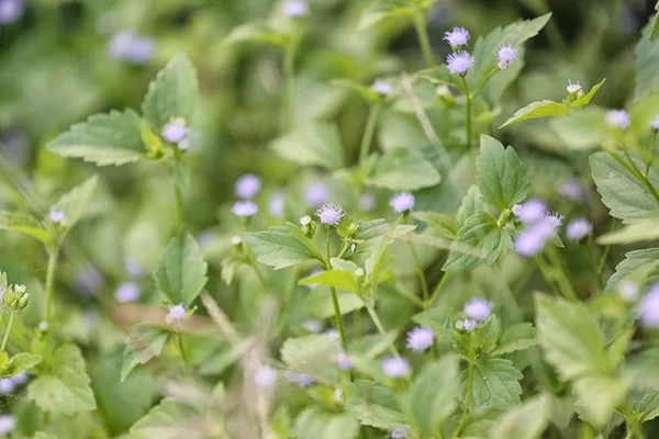 Tropik ot çiçekleri arka bahçede çiçek açıyor..