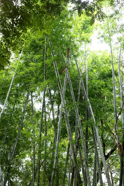 泰国公共花园中明绿色的竹树 — 图库照片