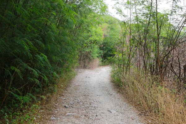 Estrada Velha Floresta Coberta Com Árvores Tropicais Verdes — Fotografia de Stock