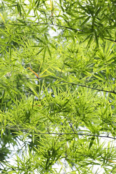 Árvore Bambu Verde Brilhante Jardim Público Tailândia Imagens Royalty-Free