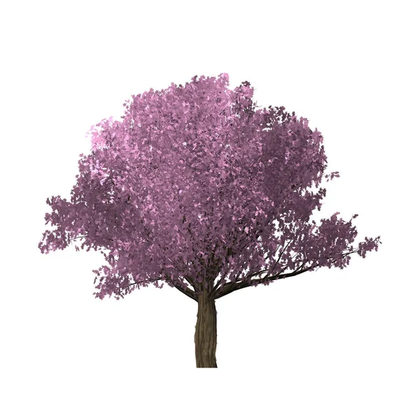 Albero rosa di computer grafica . — Foto Stock