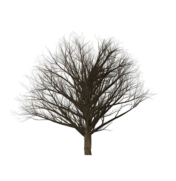 컴퓨터 그래픽의 죽은 나무 만들기. — 스톡 사진