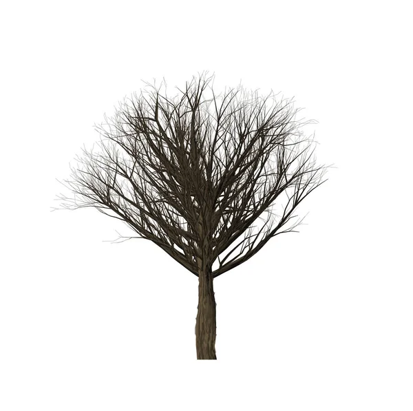 Abgestorbene Bäume der Computergrafik in erstellen. — Stockfoto