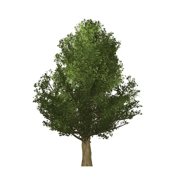 Groene bomen voor computergraphics in maken. — Stockfoto
