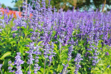 bahçede çiçek açan lavanta çiçekleri.