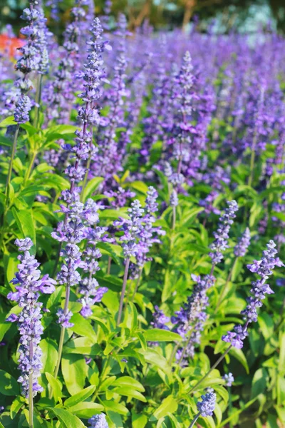 Flores de lavanda florescendo no jardim . — Fotografia de Stock