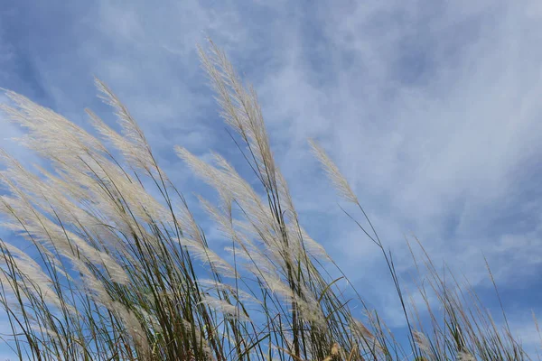 草の花が青空をバックに風に揺れ — ストック写真