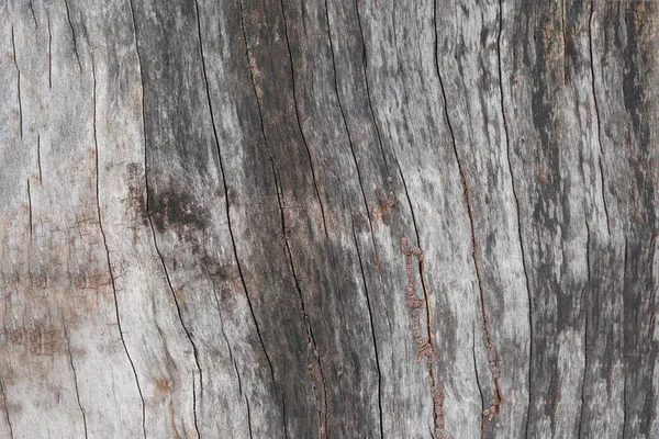 Yüzey Tasarım Doğa Arka Plan Ağaç Kabuğu — Stok fotoğraf