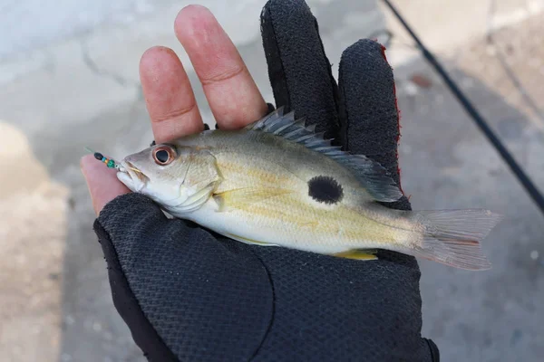 Russell Snapper Moses Perch Hand Fishing Man — Stock Photo, Image