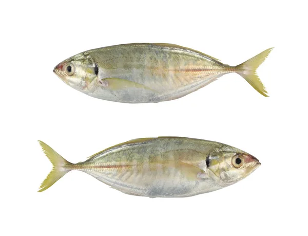 Bigeye trevally 또는 연분홍 잭 또는 큰 trevally 바다 물고기 분리 — 스톡 사진